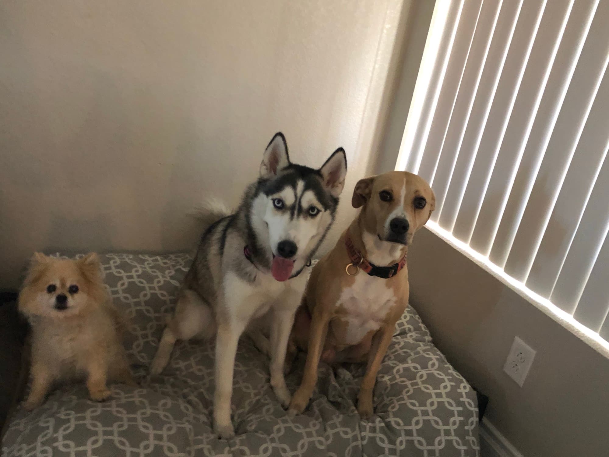 Febe, Midnight & Charlie